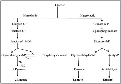 Lactic Acid Fermentation Diagram