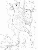 Little Wallaby coloring Page sketch template