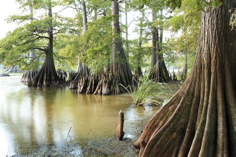 a swampy area with trees and water in the foreground