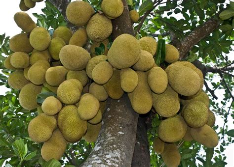 How to Grow Jackfruit - Plant Instructions