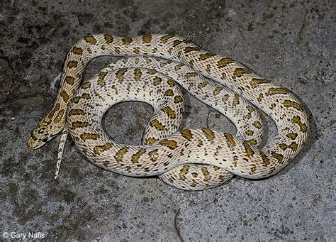 Desert Glossy Snake - Arizona elegans eburnata