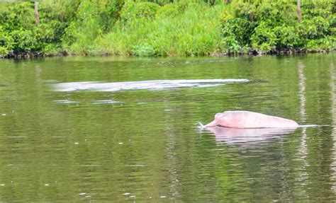 Pink amazon river dolphin - how to see them in Ecuador