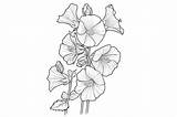 Hollyhock Adults Coloring Page Graphic By Forhadx5 · Creative Fabrica sketch template