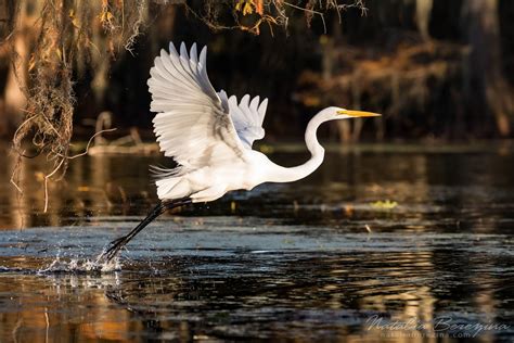 LO1-NBDK1U8466 | Cypress Swamps Wild Life, Louisiana, Texas, USA ...