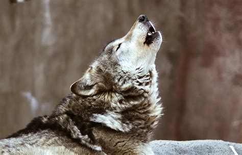 wolf howl - World Animal News