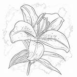 Lily Coloring Page  Pages Mimi Panda sketch template