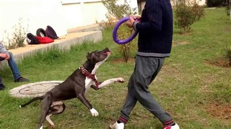 American Pit Bull Terrier Training - YouTube