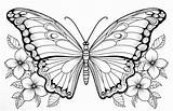 Child Friendly Butterfly Coloring Pages  Learn & Grow – IMAGELLA sketch template