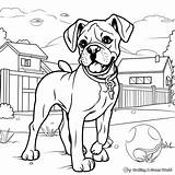 Boxer Dogs Coloring Pages  Free & Printable sketch template