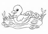 Little duck In A pond  Birds Kids Coloring Pages sketch template