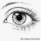 Eye Coloring Pages  Free & Printable sketch template