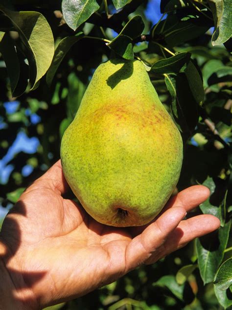 Harvesting A Pear Tree - Tips On When And How To Pick Pears