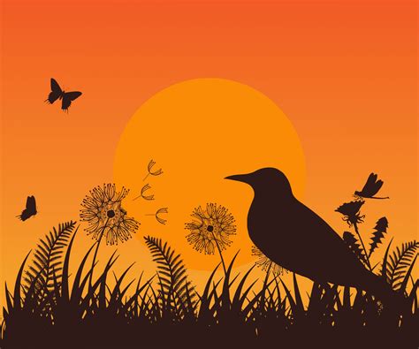 Sunset Blackbird Wildflower Meadow Free Stock Photo - Public Domain Pictures