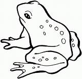 Free Printable Frog Coloring Pages For Kids sketch template