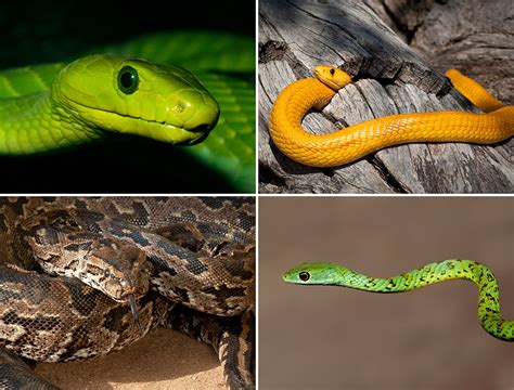 Snakes - everything you need to know - Africa Geographic