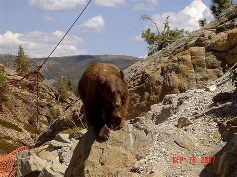 Sierra Nevada Wildlife : Photo Albums : SummitPost