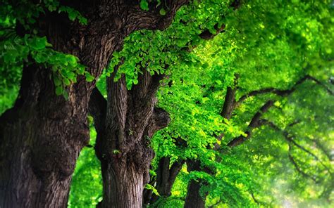 Trees green #7036548 | Tree images, Tree nature wallpaper, Green nature ...