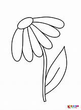 Daisy Flowers Simple Coloring Page  Free Printable Pages sketch template