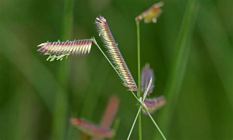 Blue Grama Grass: Drought-Tolerant Native Turf | Dial a Service Canada