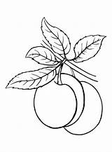 30  Plums Coloring Pages Free Printable PDF JPG PNG & Online sketch template