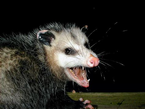 Minna Krebs ~ Blogville, Texas: Possum Report from da Urban Jungle