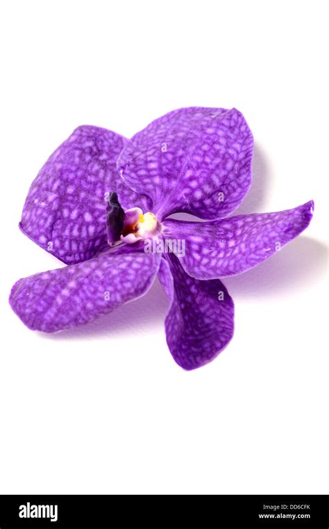 A Purple orchids on a isolated background Stock Photo - Alamy