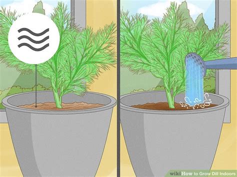 Growing Dill Indoors: Complete Care Guide for Potted Dill