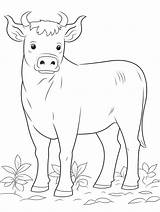 Cute Bull Coloring Pages For Kids  Coloringforestcom sketch template