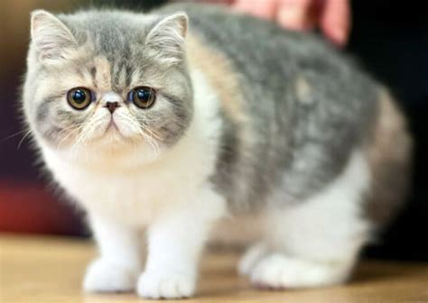 Exotic shorthair, carattere e informazioni sul gatto esotico