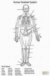 Printable Anatomy Coloring Pages  Word Searches sketch template