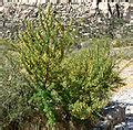 Acacia greggii - Wikimedia Commons