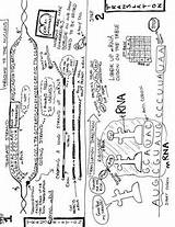 Dna Transcription Coloring Pages sketch template