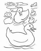 Free Duck Coloring Pages For Kids sketch template