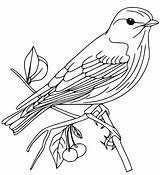 Bluebird Coloring Page sketch template