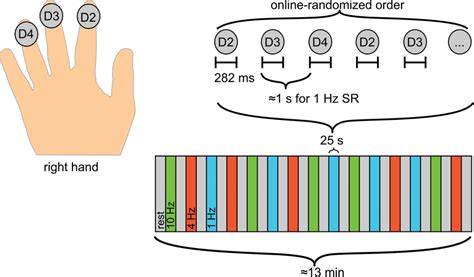 Presentation of the stimuli. The pneumatic tactile stimuli were... | Download Scientific Diagram