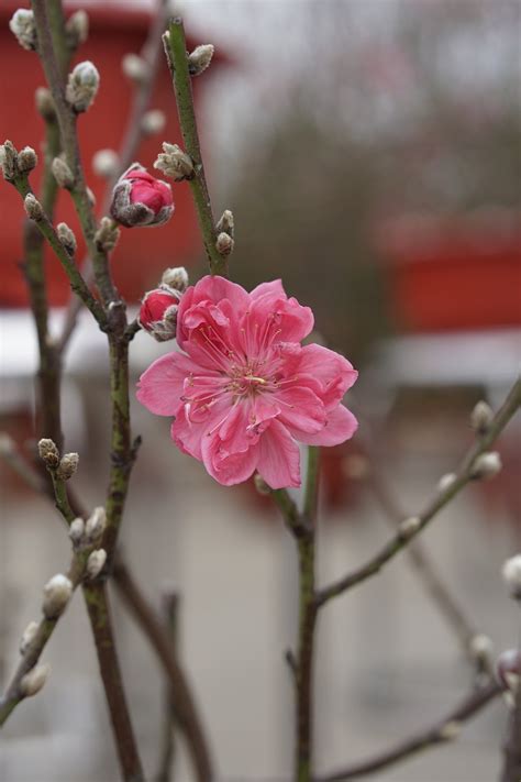 Peach Blossom Tree Spring - Free photo on Pixabay - Pixabay