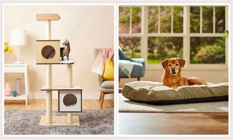The Hottest Pet Home Decor Trends of 2023 | Flipboard