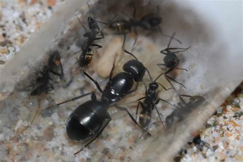 Camponotus aeneopilosus Queen and workers (Golden-Tailed Sugar Ant) - Ants Online