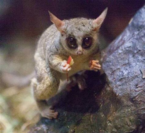 43 best bushbaby images on Pinterest | Primate, Primates and Animal kingdom