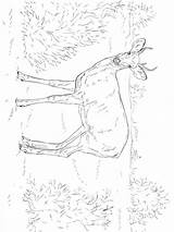 Female Mule Deer coloring Page sketch template