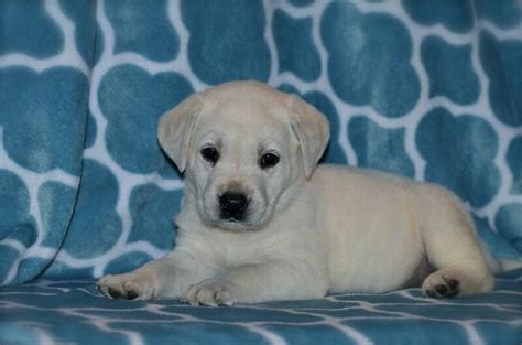 White Labrador puppy at www.arkansaslabs.com | White labrador puppy, Labrador, White labrador