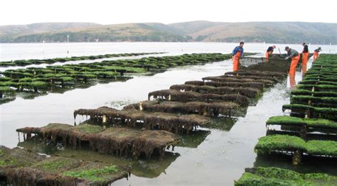 Hog Island Oyster Farm Fights Climate Change as Demand Soars | KQED