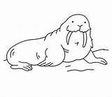 Free Printable Walrus Coloring Pages For Kids sketch template