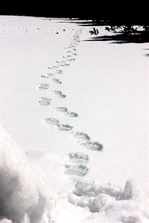 Grizzly bear tracks | Grizzly bear tracks on snow near Pelic… | Flickr