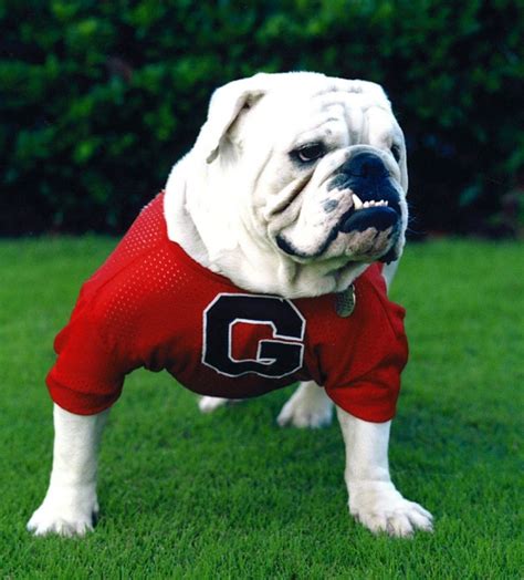 UGA; THE BULLDOG MASCOT THROUGH HISTORY