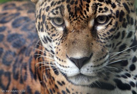 Conservation giant puts $100M into Amazon protected areas