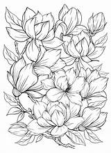Magnolia Coloring Pages  Cool sketch template