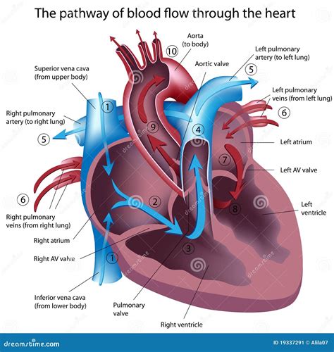 Pathway of Blood Flow through the Heart Stock Vector - Illustration of care, health: 19337291