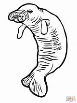 Cute Manatee Coloring Page Pages sketch template