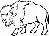 Bison coloring page  Free Printable Coloring Pages sketch template